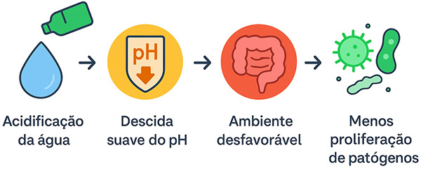 Acidificantes naturais para a água | Proteção digestiva em pombos