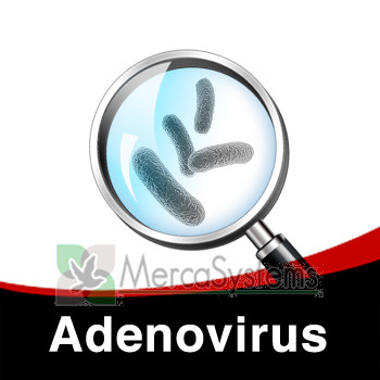 Esquema a seguir para o Tratamento individual do Adenovirus nos Pombos.